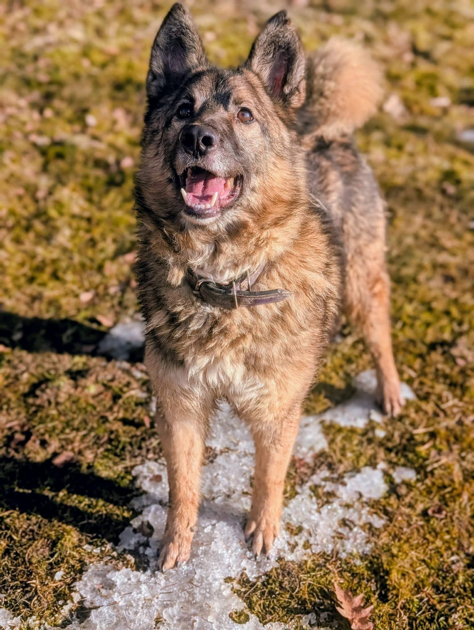 Miron - Energiebündel mit Hundeblick  – Hund Mischling sucht ein Zuhause in Zwiesel
