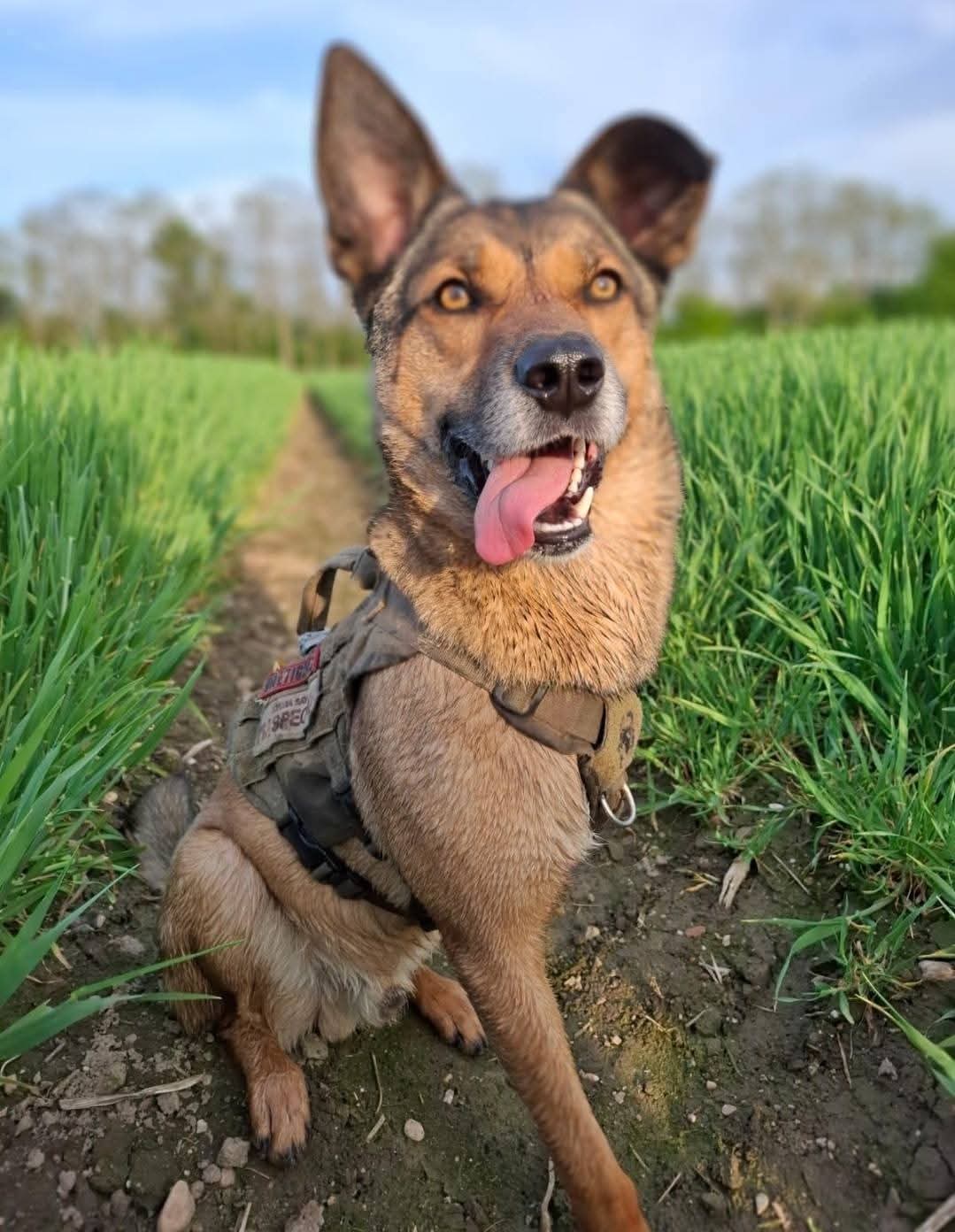 Maksim sucht sein Zuhause mit Herz  – Hund Mischling sucht ein Zuhause in Norden-Neuwestell