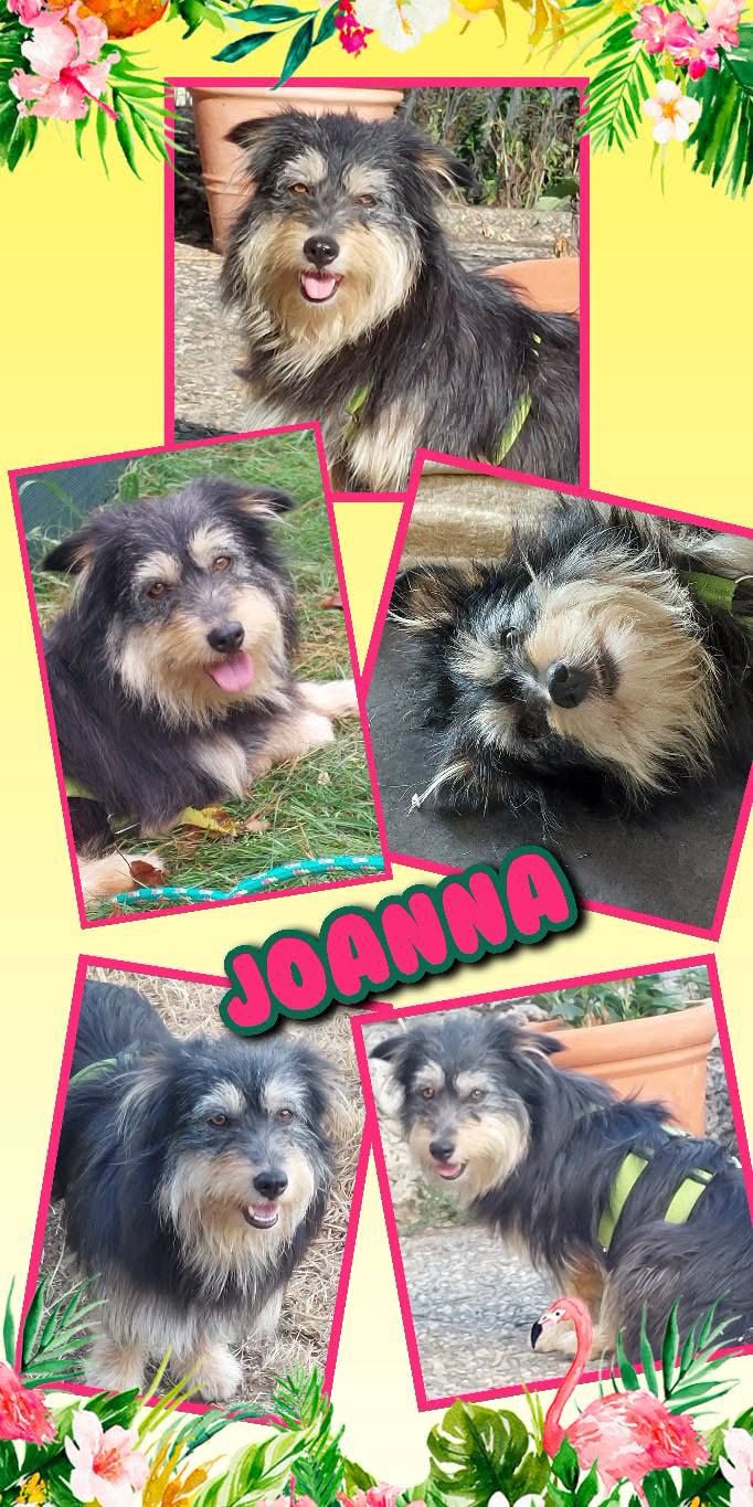 kleine wunderschöne Hündin "Joanna" auf Pflegestelle in 91278 Pottenstein – Hund Mischling sucht ein Zuhause in Pottenstein