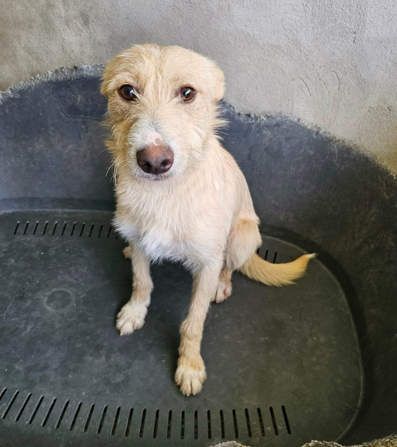 Igor Mischling – Hund Mischling sucht ein Zuhause in Portugal