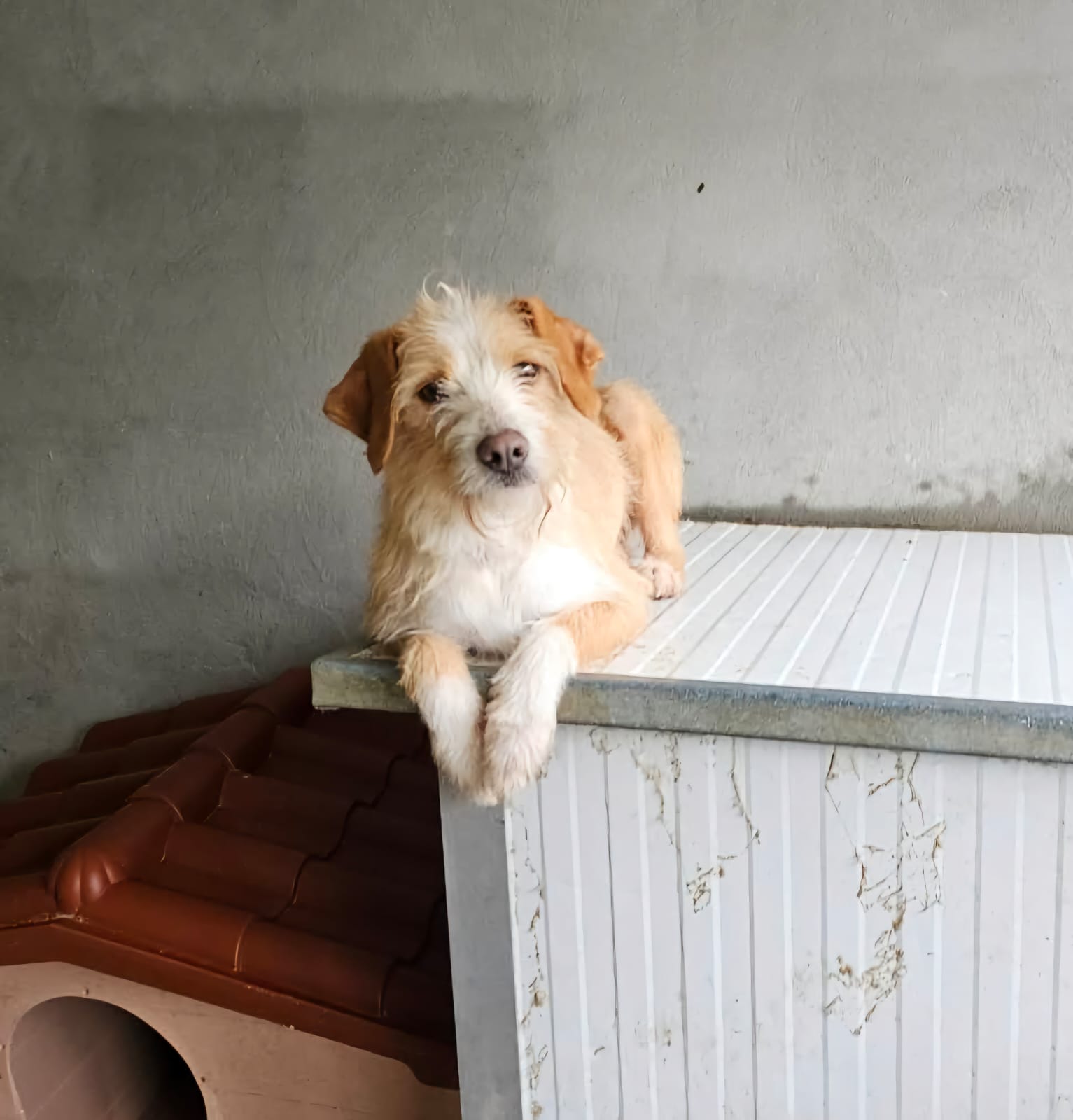 Milli Mischling – Hund Mischling sucht ein Zuhause in Portugal
