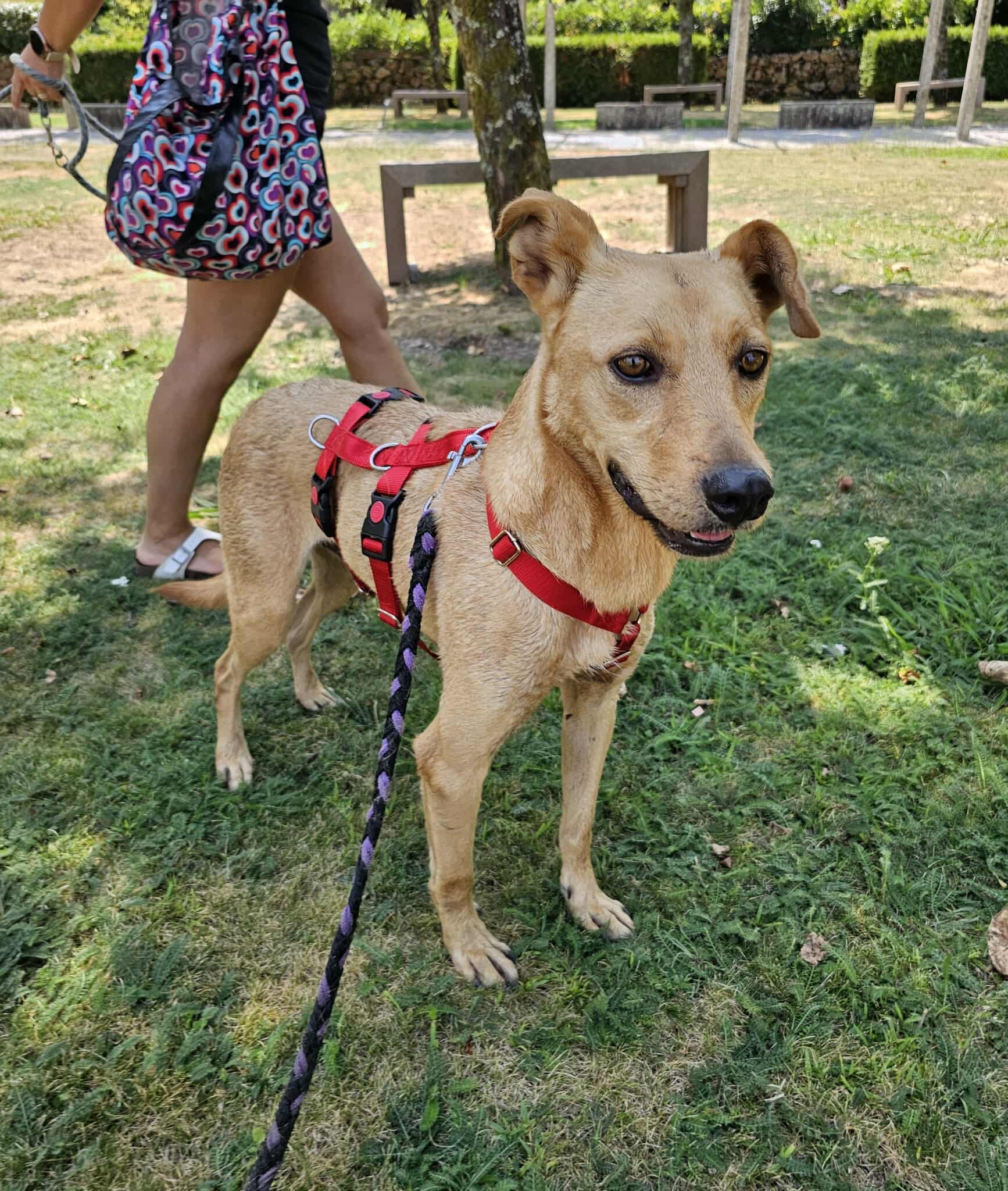 Garcia Mischling – Hund Mischling sucht ein Zuhause in Portugal