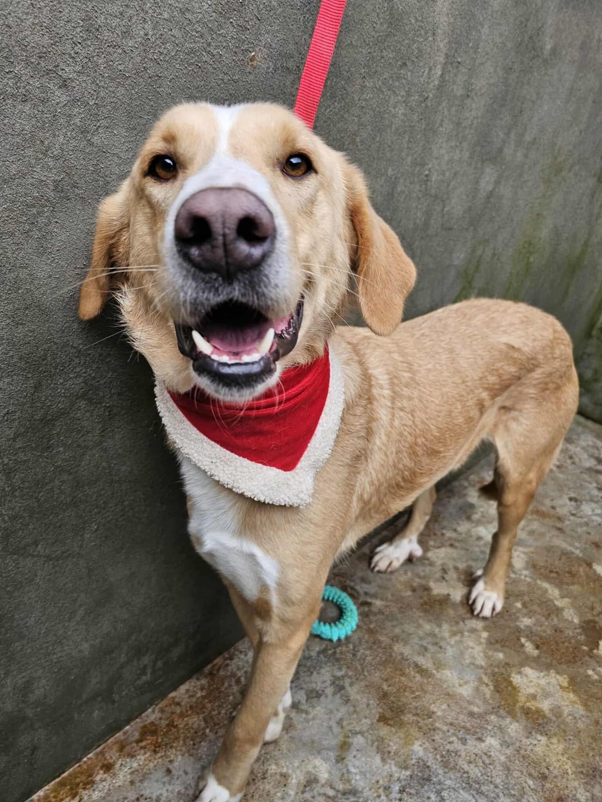 Nanook Mischling – Hund Mischling sucht ein Zuhause in Portugal