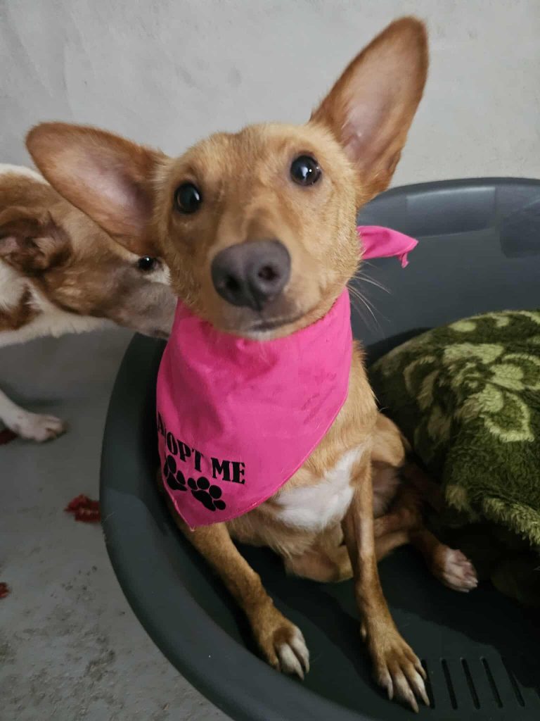 Joia weibliche Podenco Mischling sucht ihr Zuhause – Hund Podenco Canario sucht ein Zuhause in Portugal
