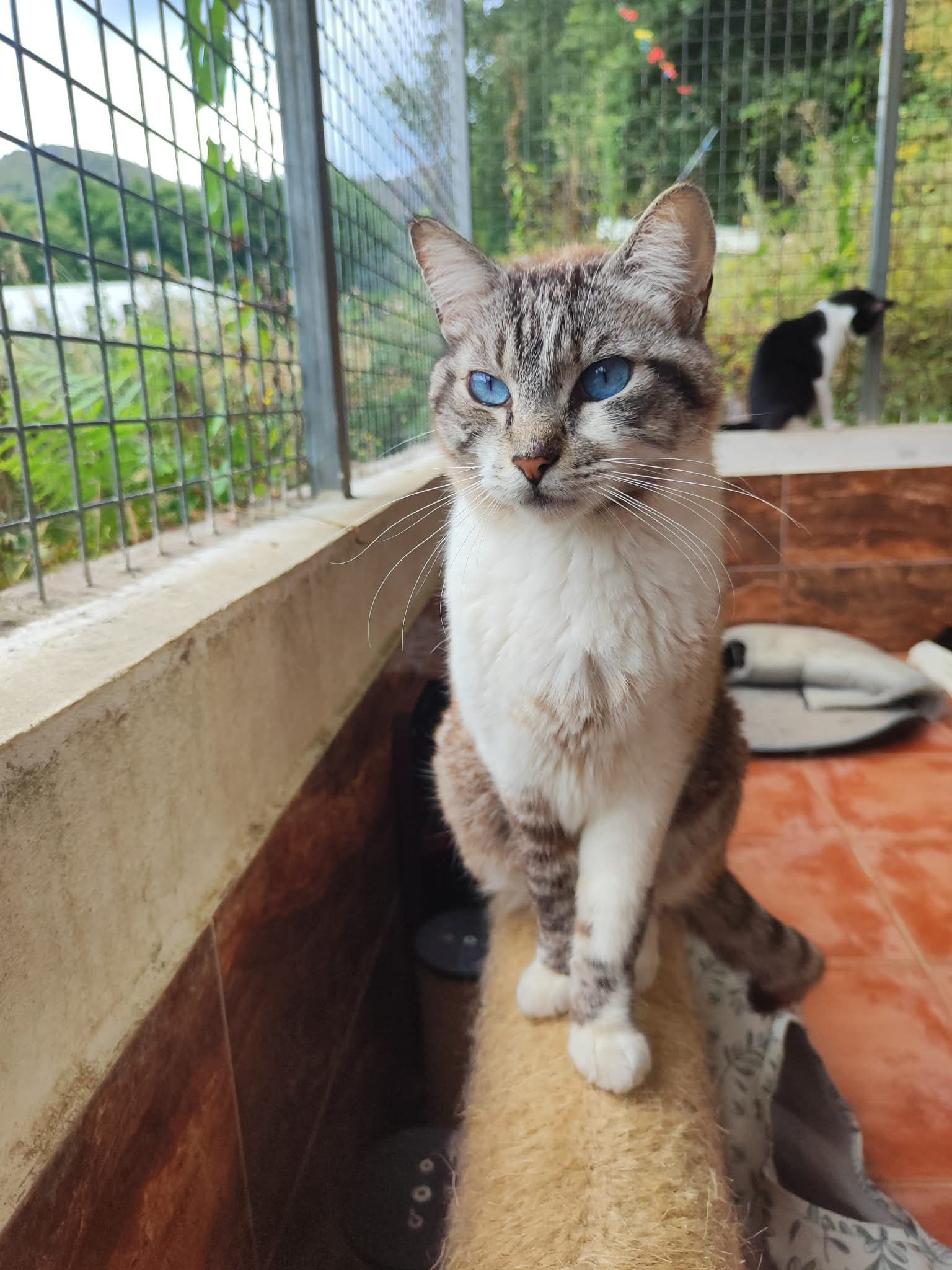 Milou sucht ihr Zuhause – Katze Europäisch Kurzhaar sucht ein Zuhause in Portugal