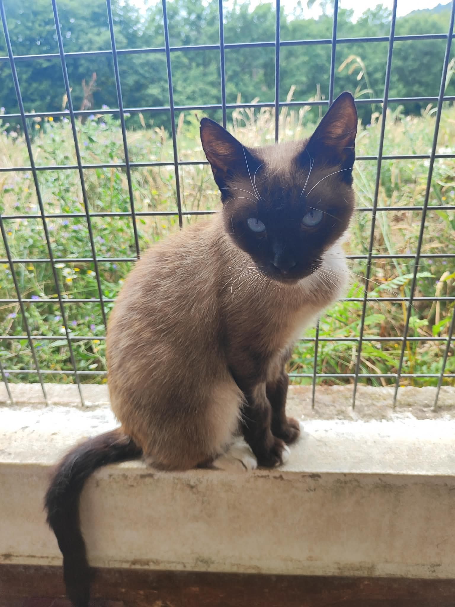 Serena sucht ihr Zuhause – Katze Siamkatze sucht ein Zuhause in Portugal