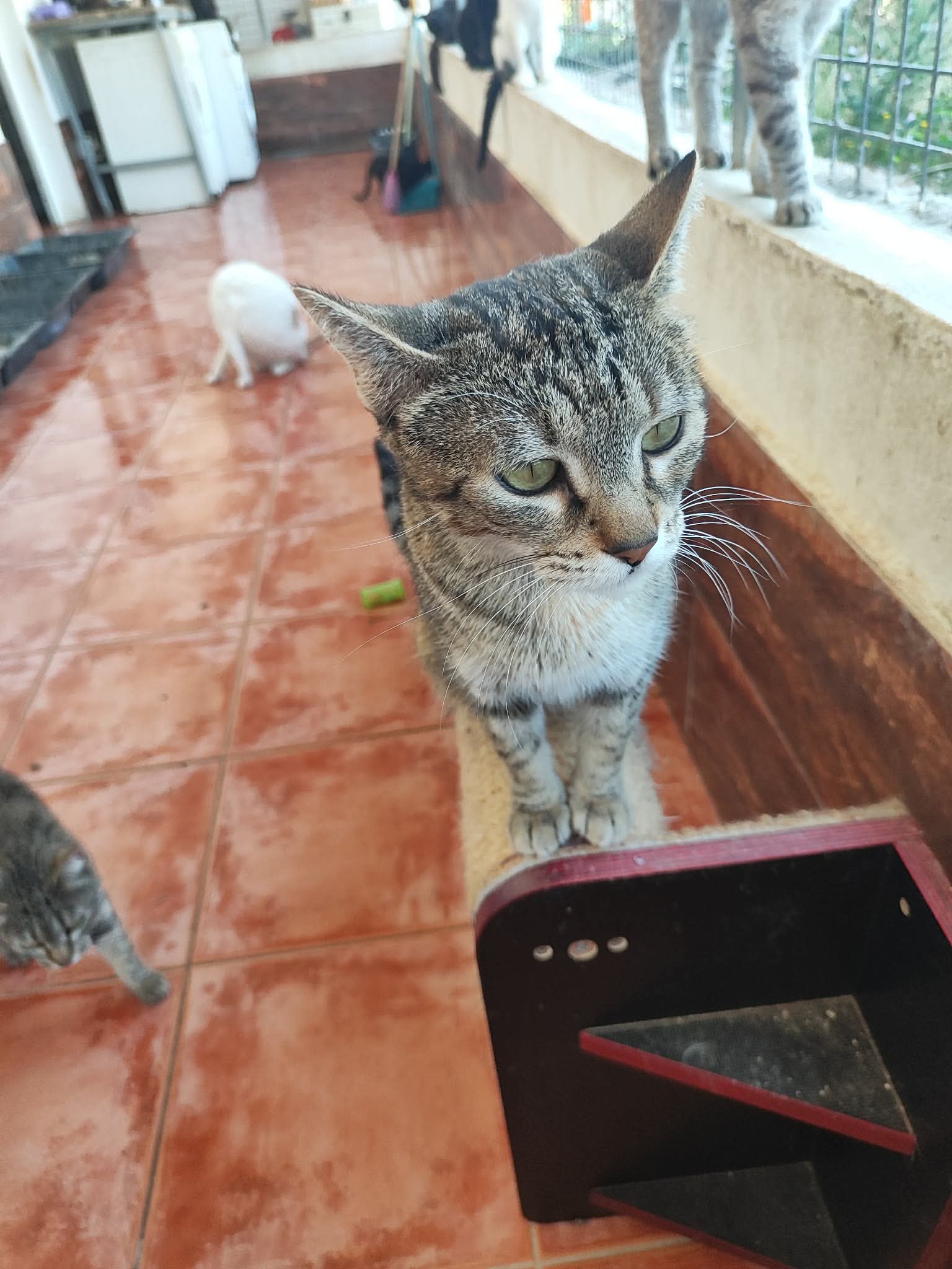 Mimi sucht ihr Zuhause – Katze Europäisch Kurzhaar sucht ein Zuhause in Portugal