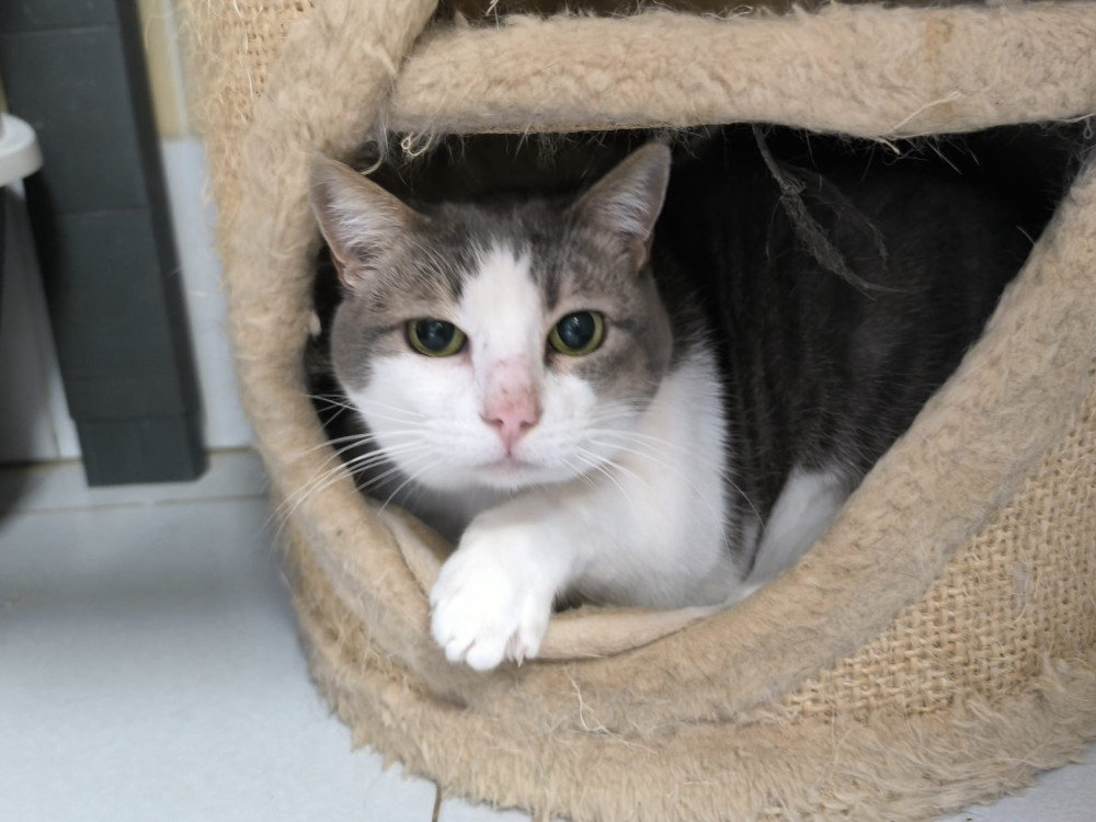 Pepa die charmante Katze – Katze Europäisch Kurzhaar sucht ein Zuhause in Spanien