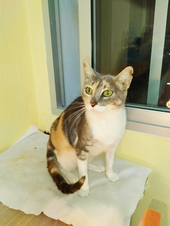 Catya – Katze Europäisch Kurzhaar sucht ein Zuhause in Spanien