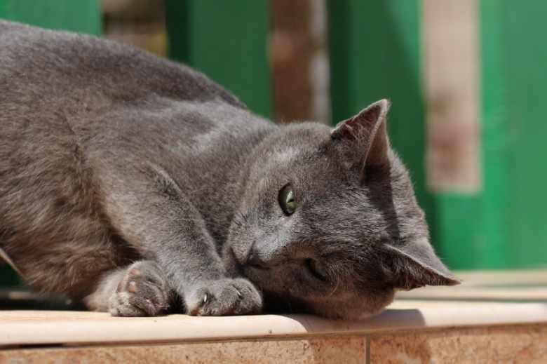 Koby aus Spanien – Katze Europäisch Kurzhaar sucht ein Zuhause in Spanien