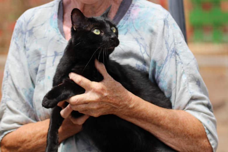 Samson – Katze Europäisch Kurzhaar sucht ein Zuhause in Spanien