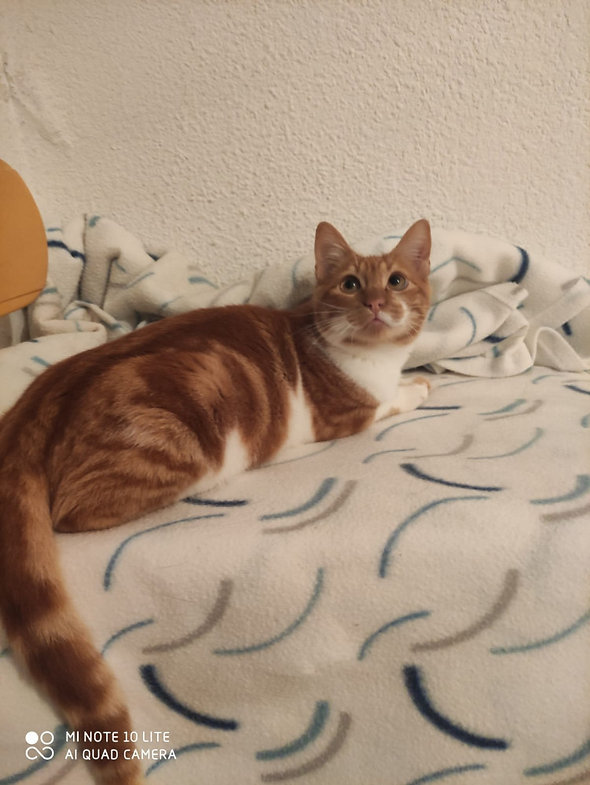 Felix – Katze Europäisch Kurzhaar sucht ein Zuhause in Spanien