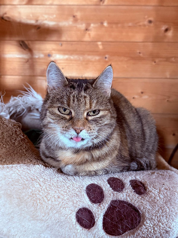 Lalli – Katze Europäisch Kurzhaar sucht ein Zuhause in Ungarn