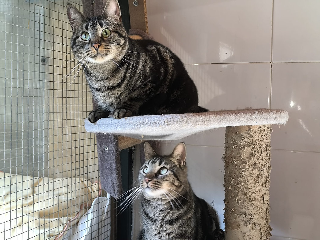 Zipi und Zape – Katze Europäisch Kurzhaar sucht ein Zuhause in Spanien