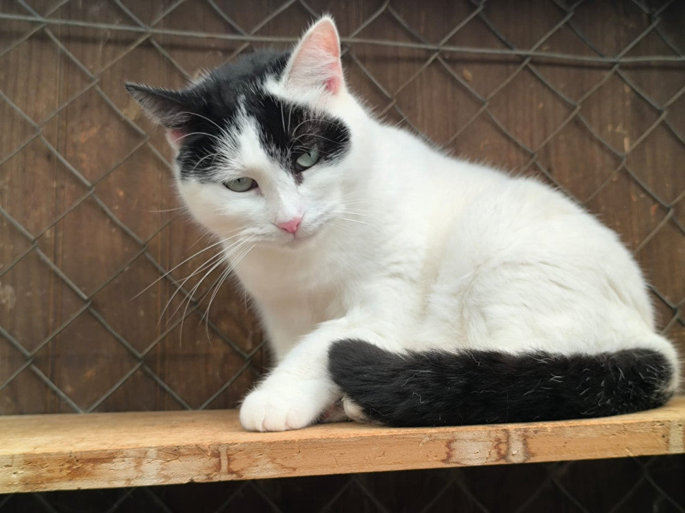 Dalida  – Katze Europäisch Kurzhaar sucht ein Zuhause in Spanien