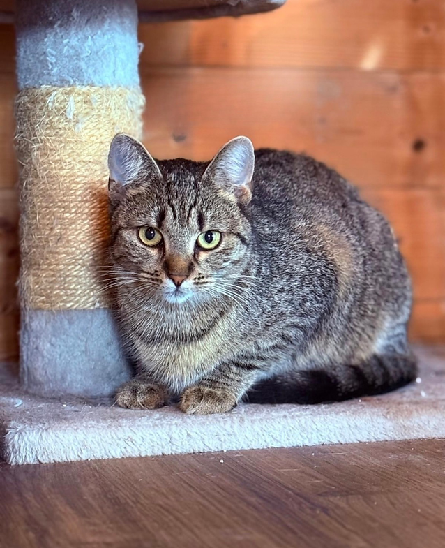 Luna aus Ungarn – Katze Europäisch Kurzhaar sucht ein Zuhause in Ungarn