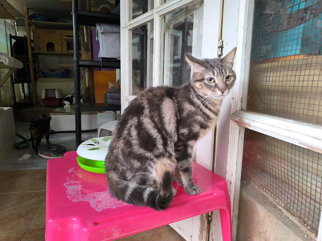 Kiara – Katze Europäisch Kurzhaar sucht ein Zuhause in Spanien