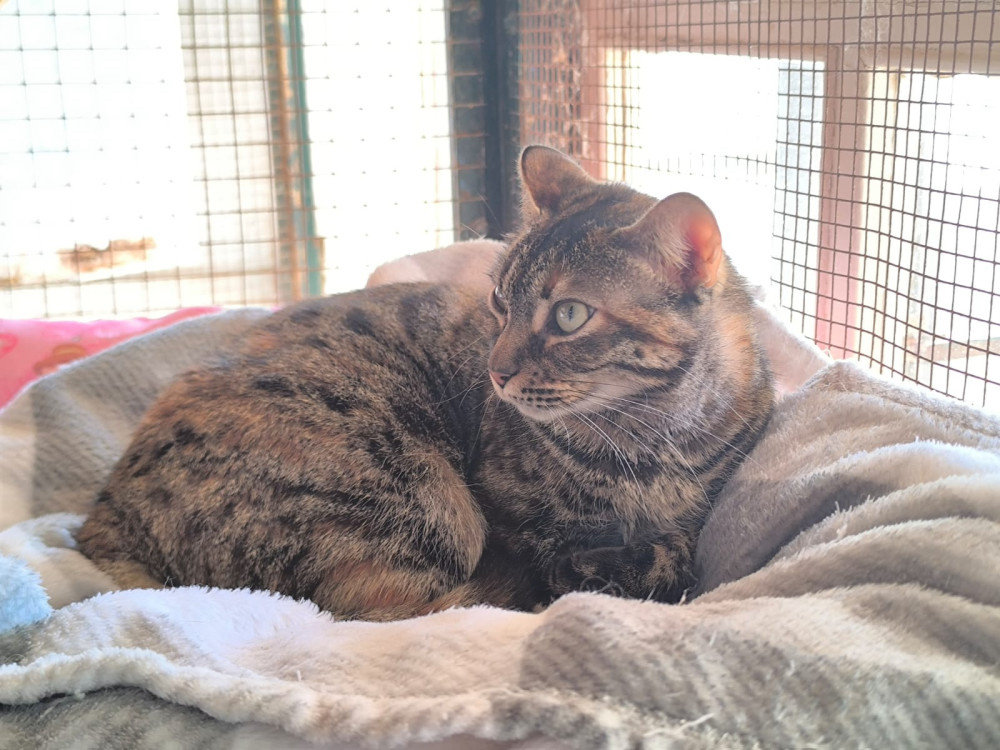 Frida  – Katze Europäisch Kurzhaar sucht ein Zuhause in Spanien