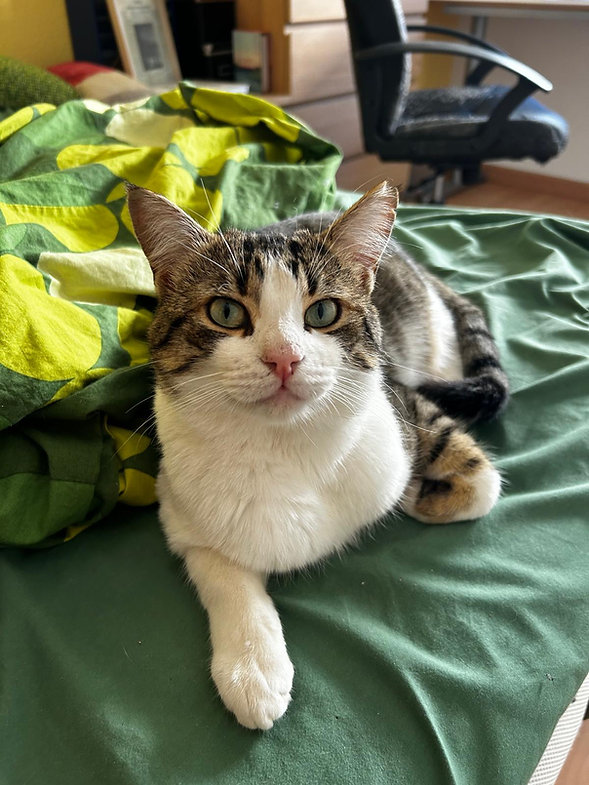 Casper – Katze Europäisch Kurzhaar sucht ein Zuhause in Linsengericht