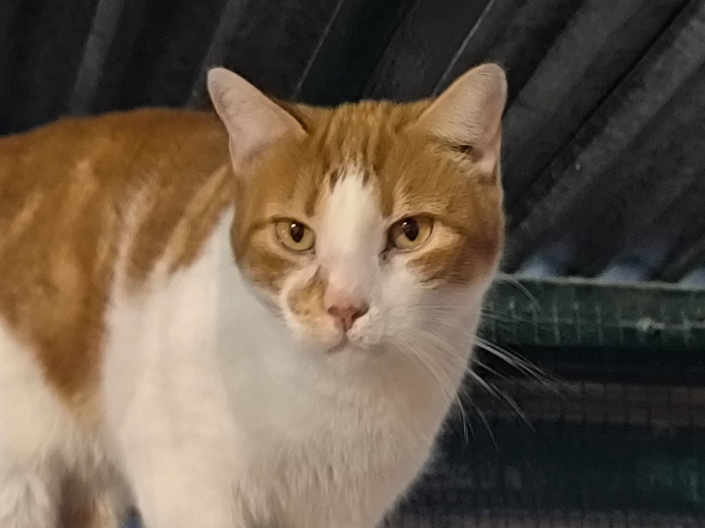 Aguacate – Katze Europäisch Kurzhaar sucht ein Zuhause in Spanien