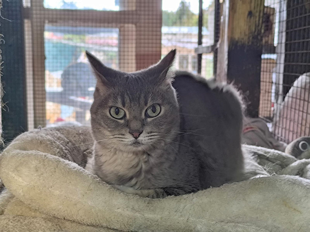 Sofia – Katze Europäisch Kurzhaar sucht ein Zuhause in Spanien