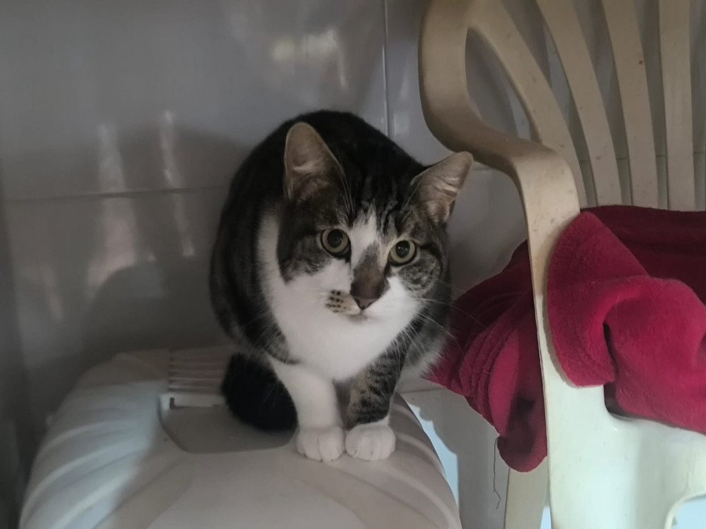 Sherry – Katze Europäisch Kurzhaar sucht ein Zuhause in Spanien
