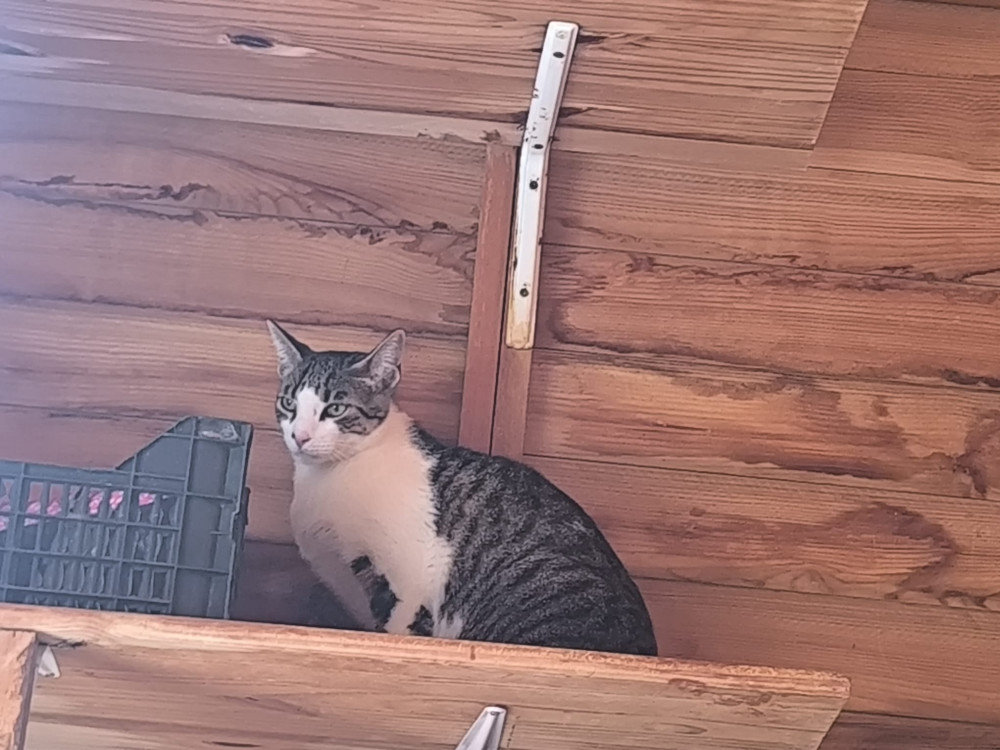 Moon aus Spanien – Katze Europäisch Kurzhaar sucht ein Zuhause in Spanien