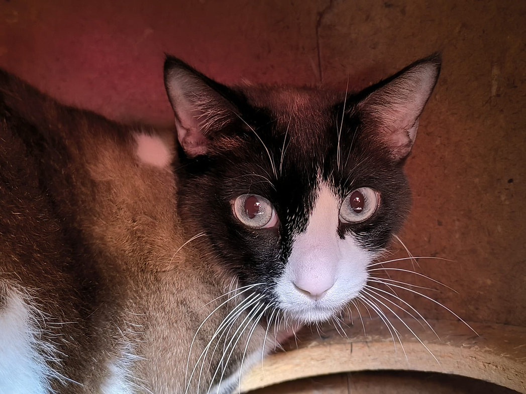 Misha – Katze Europäisch Kurzhaar sucht ein Zuhause in Spanien