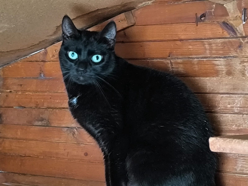 Noche – Katze Europäisch Kurzhaar sucht ein Zuhause in Spanien