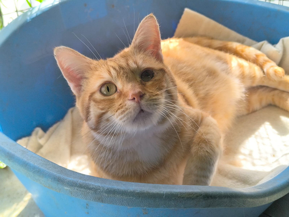 Garfield FIV+ – Katze Europäisch Kurzhaar sucht ein Zuhause in Spanien