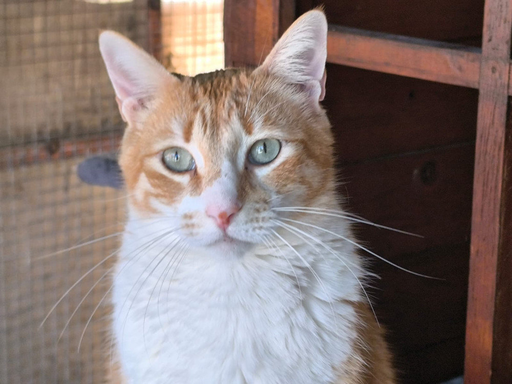 Limon FIV+ – Katze Hauskatze (Mischling) sucht ein Zuhause in Spanien