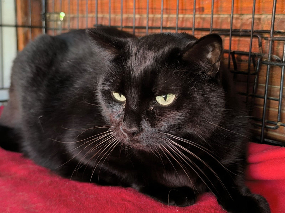 Mushu  – Katze Europäisch Kurzhaar sucht ein Zuhause in Spanien