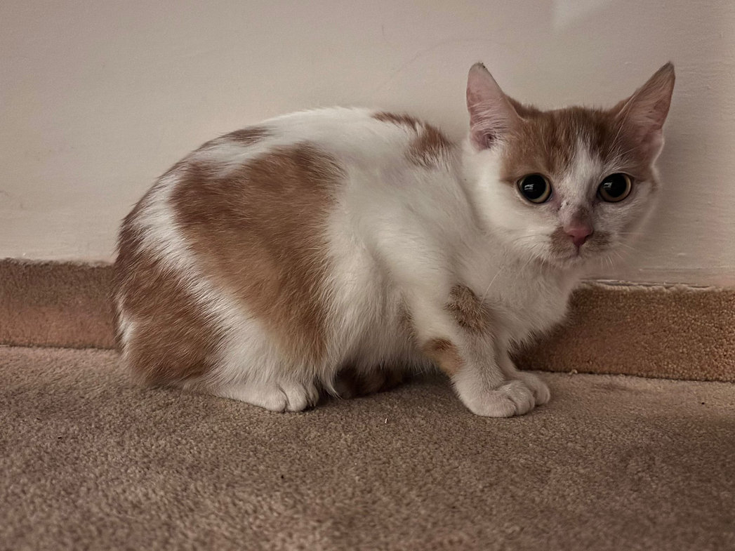Toffee – Katze Europäisch Kurzhaar sucht ein Zuhause in Ungarn