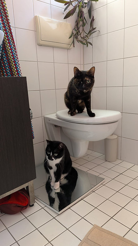 Lupe und Pirata – Katze Europäisch Kurzhaar sucht ein Zuhause in Teneriffa