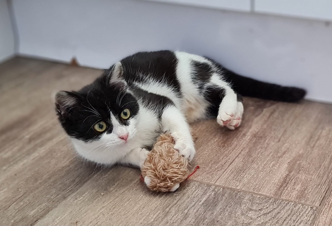 Milka – Katze Europäisch Kurzhaar sucht ein Zuhause in Ungarn