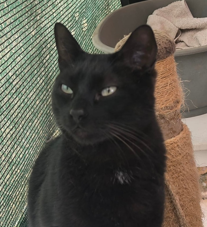 Miki aus Spanien – Katze Europäisch Kurzhaar sucht ein Zuhause in Spanien