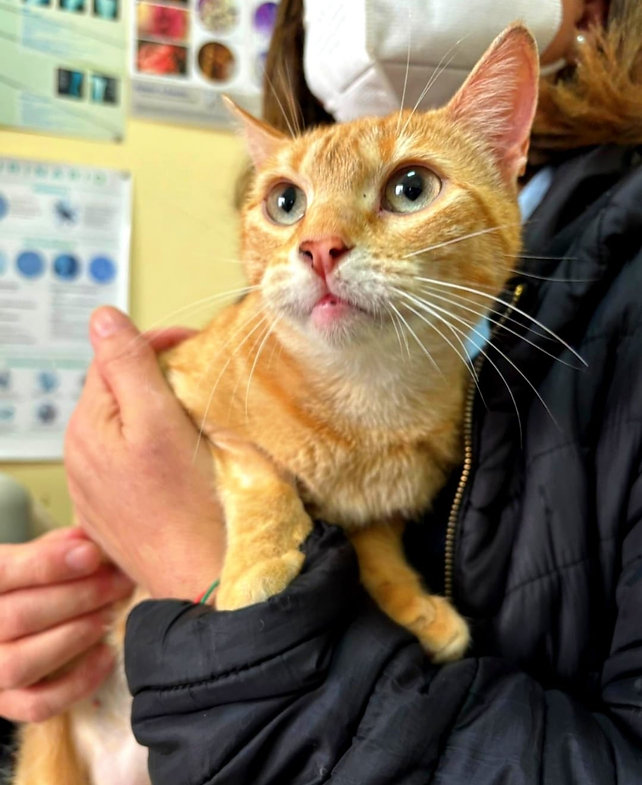 Sky aus Spanien – Katze Europäisch Kurzhaar sucht ein Zuhause in Spanien