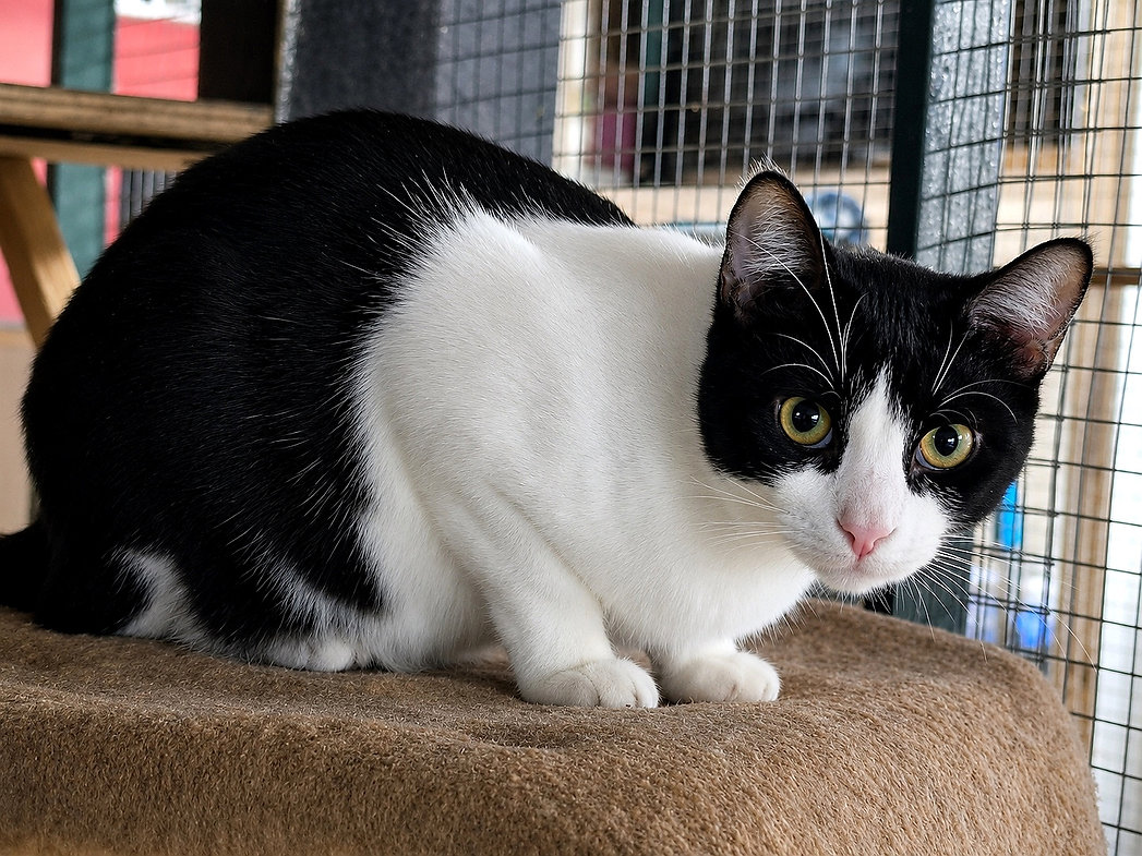 Pumuky – Katze Europäisch Kurzhaar sucht ein Zuhause in Spanien