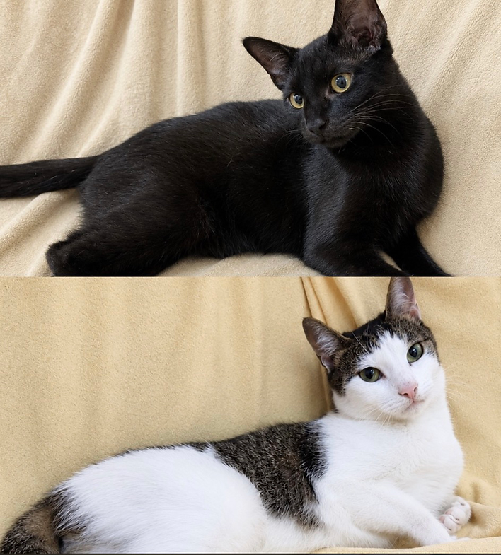 Mangu & Soul – Katze Europäisch Kurzhaar sucht ein Zuhause in Diez an der Lahn