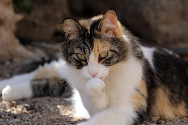 Felizi – Katze Hauskatze (Mischling) sucht ein Zuhause in Frankfurt