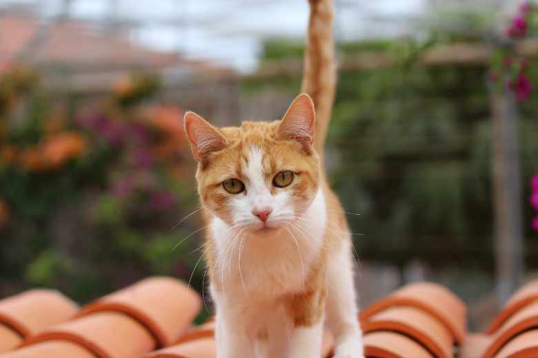 Iris aus Spanien – Katze Europäisch Kurzhaar sucht ein Zuhause in Spanien