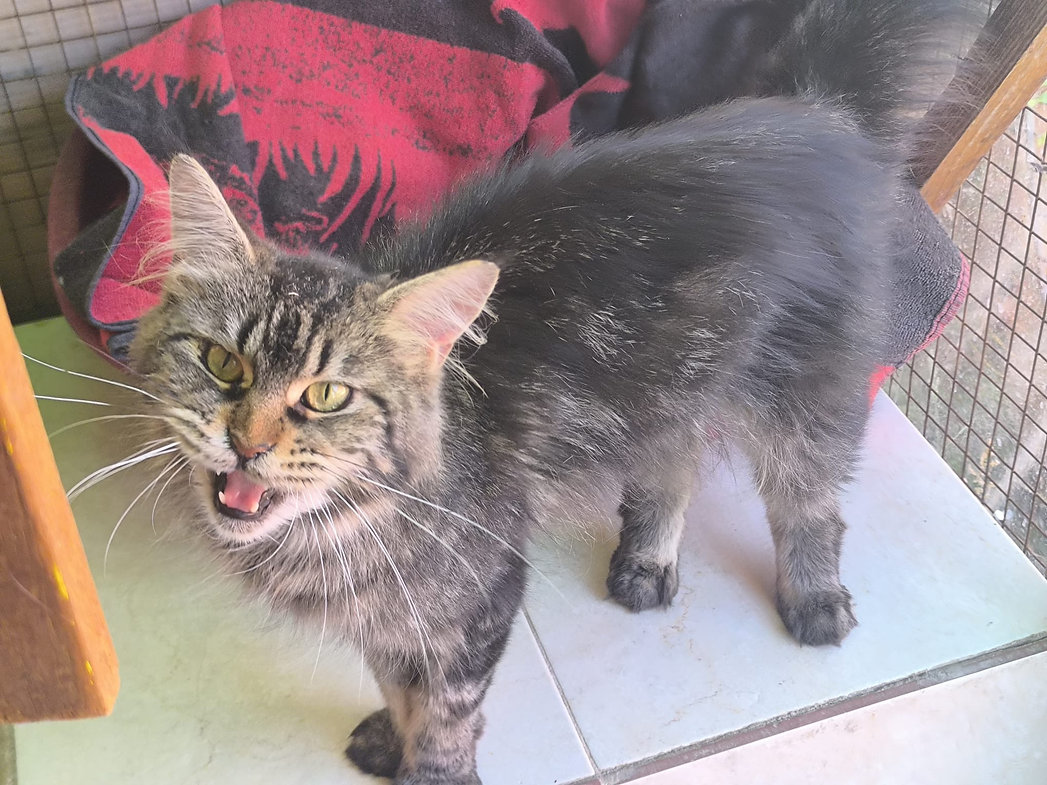 Electra FELV Positiv – Katze Hauskatze (Mischling) sucht ein Zuhause in Spanien