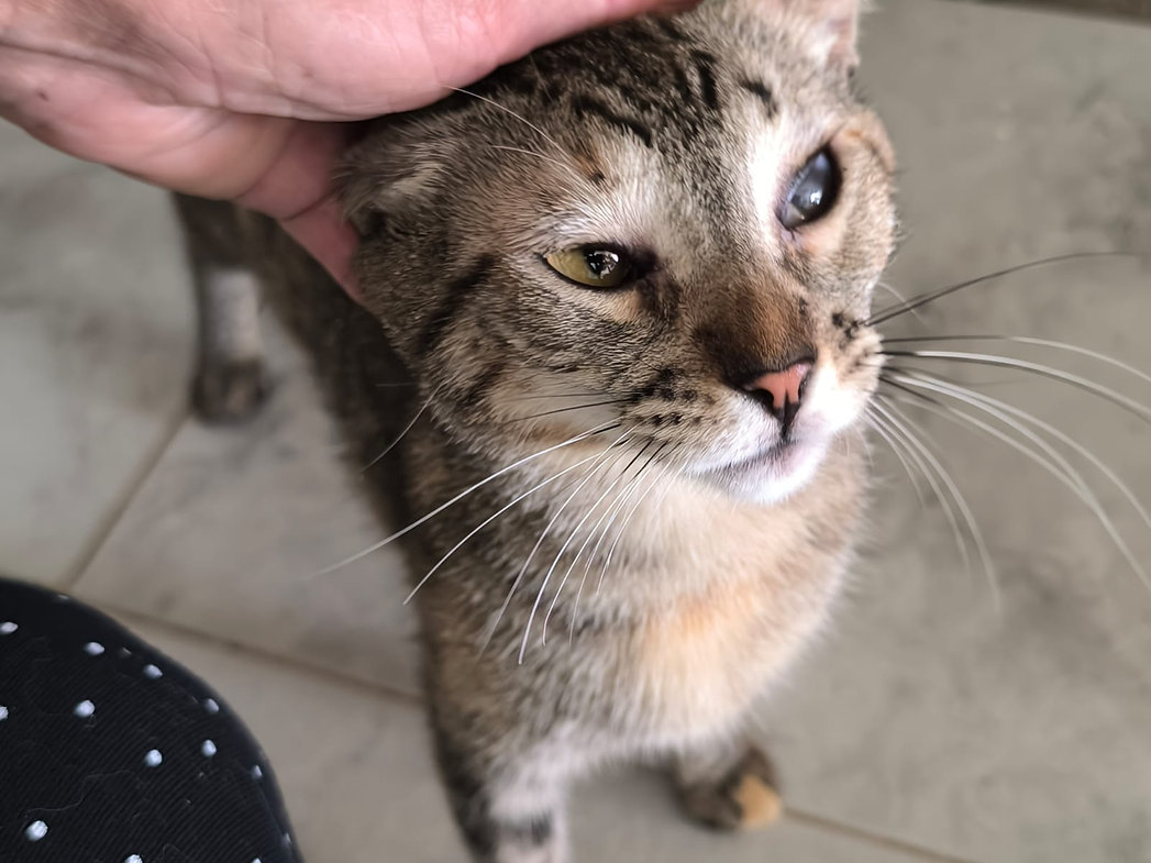 BonBon – Katze Europäisch Kurzhaar sucht ein Zuhause in Spanien