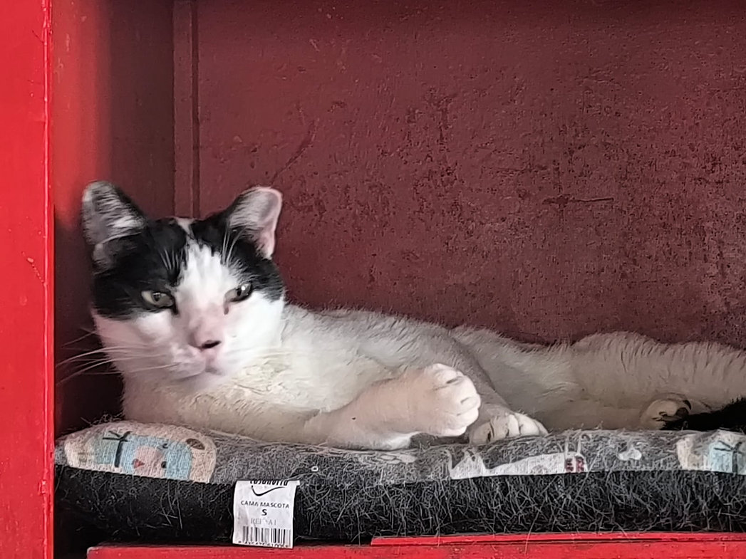 Pinky – Katze Europäisch Kurzhaar sucht ein Zuhause in Spanien