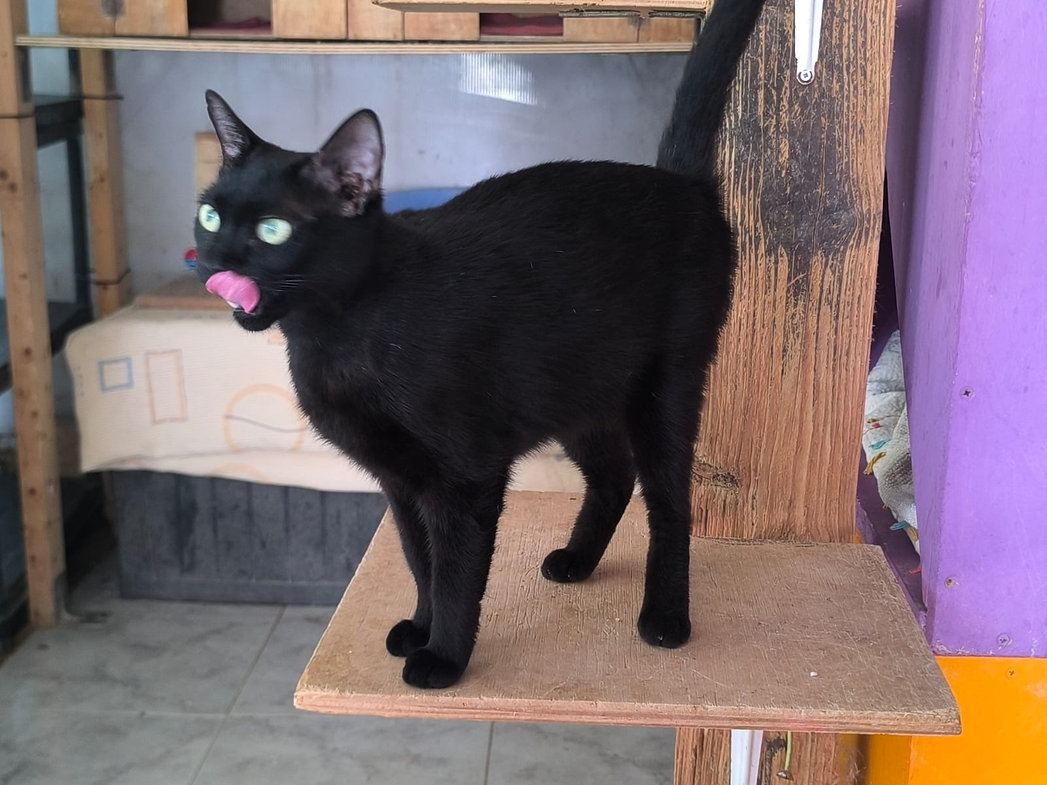 Sacha – Katze Europäisch Kurzhaar sucht ein Zuhause in Spanien