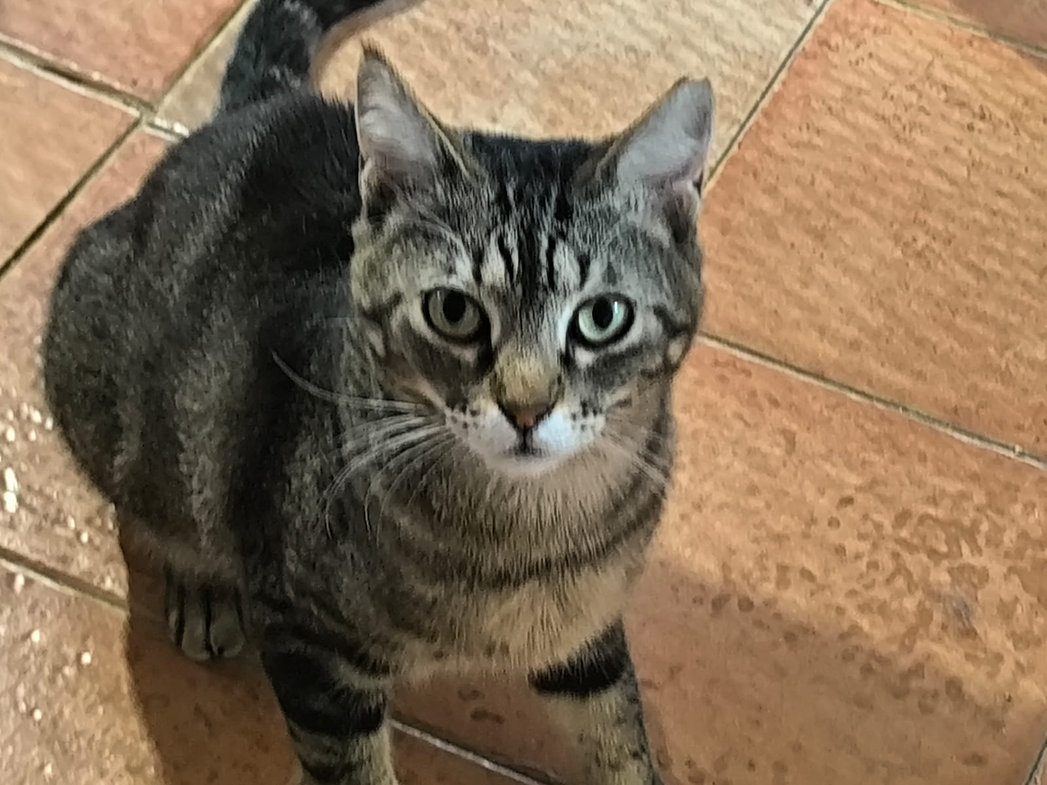 Carrie – Katze Europäisch Kurzhaar sucht ein Zuhause in Spanien