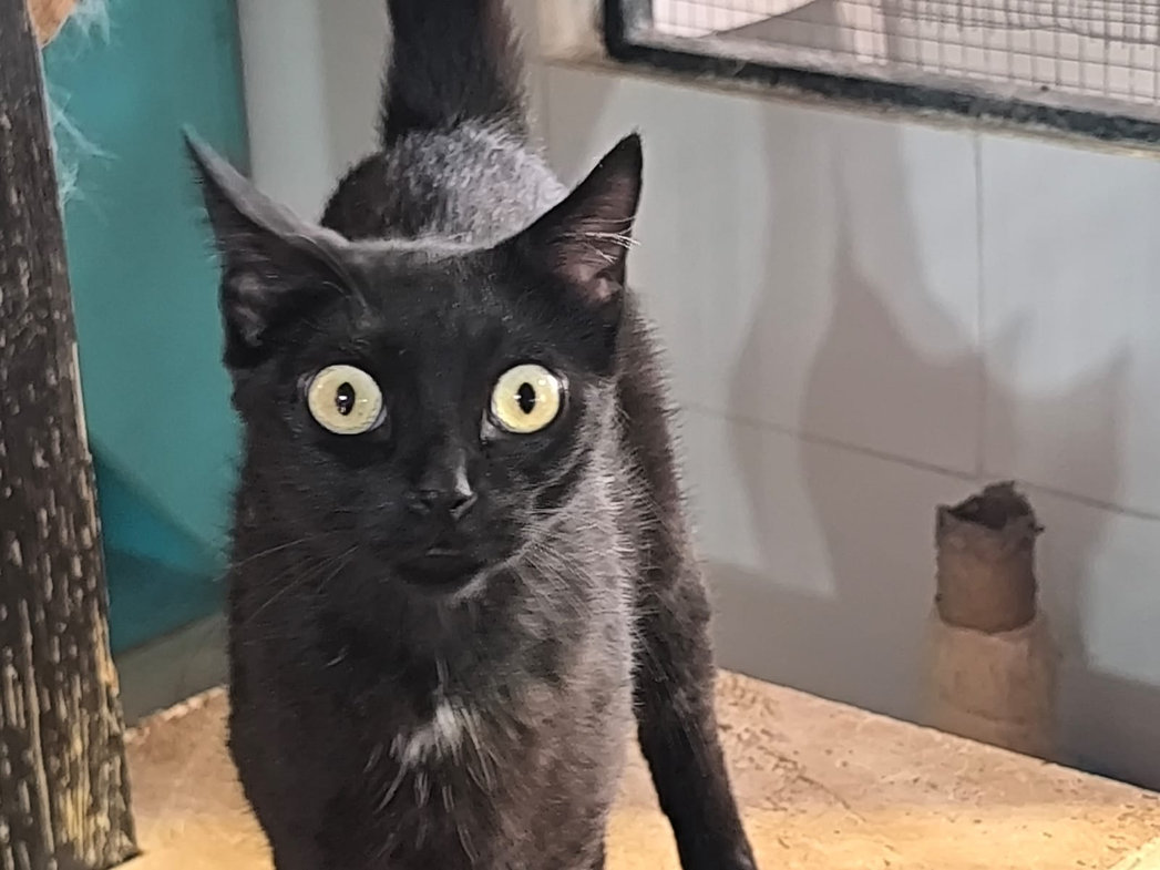 Manila – Katze Europäisch Kurzhaar sucht ein Zuhause in Spanien