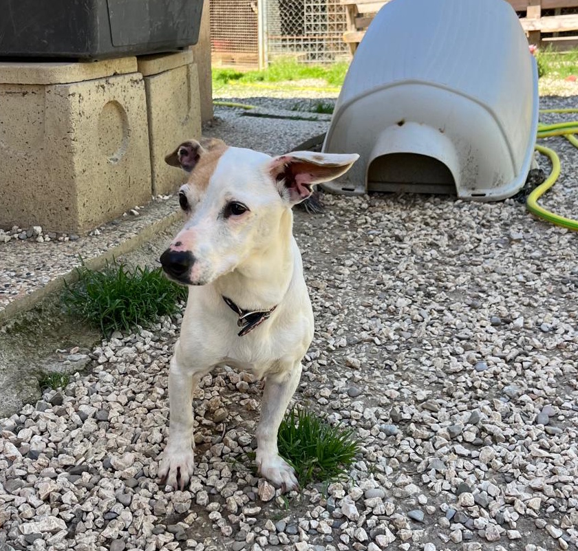 Zoe, wer gibt ihr einen schönen Lebensabend? – Hund Jack Russell Terrier sucht ein Zuhause in Italien