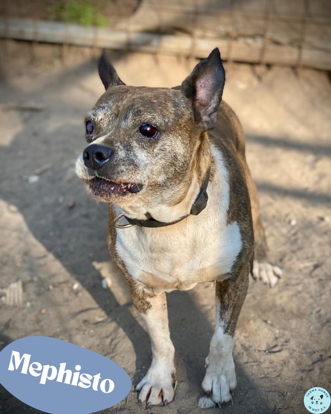 🖤 Mephisto sucht sein Glück 🖤Bulldog - Mix – Hund Mischling sucht ein Zuhause in Garbsen