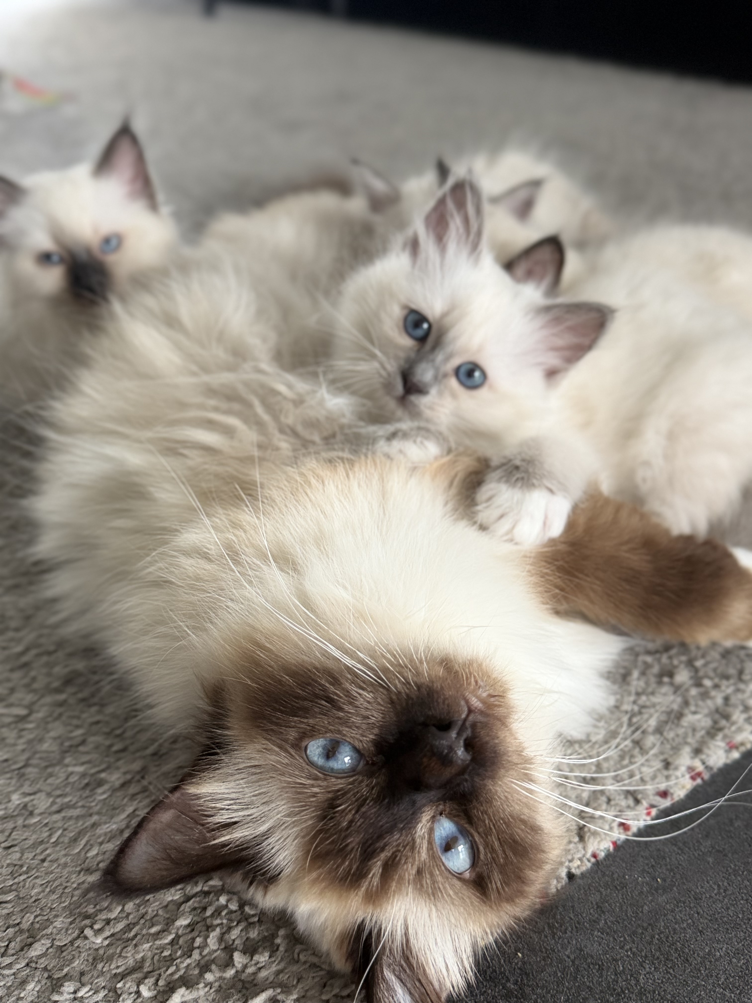 Liebevolle heilige Birma Kitten 🐾 – Katze Birma sucht ein Zuhause in Ilsede